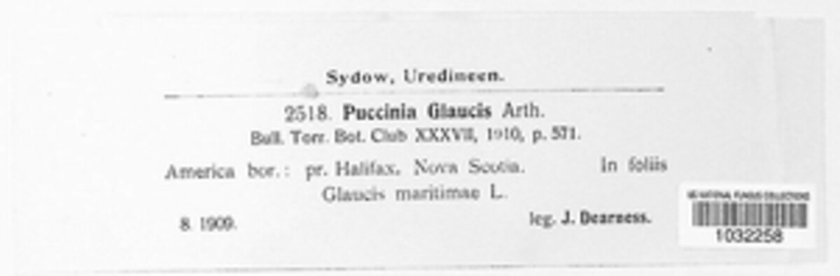 Puccinia glaucis image
